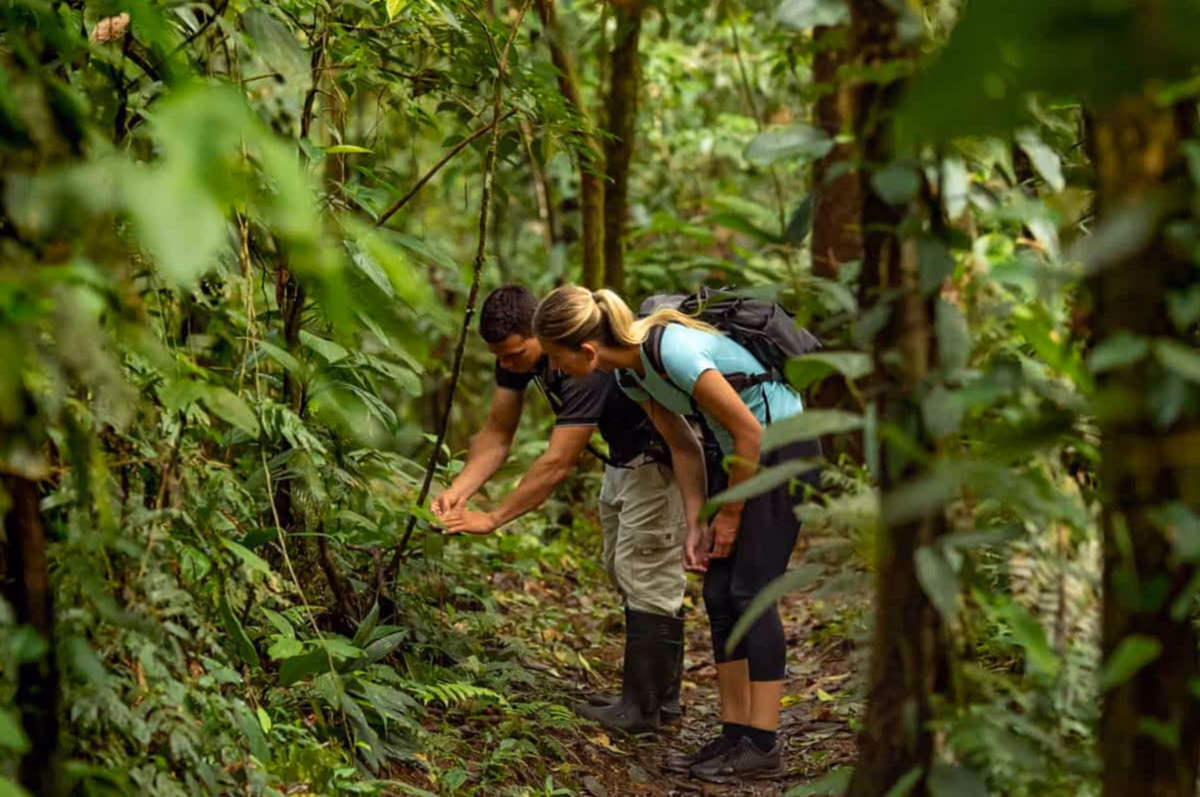 Jungle Treks